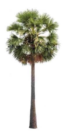 তালের পুষ্টি