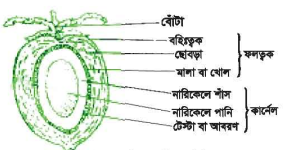 নারিকেলের (ডাব, ঝুনা, শাঁস, পানি) খাদ্য মূল্য