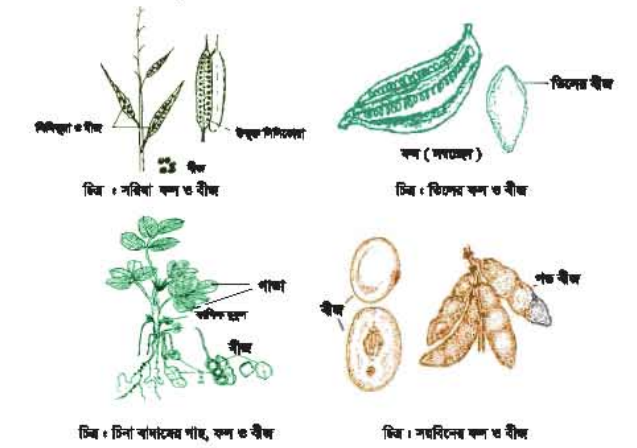 বিভিন্ন তেল বীজের নাম