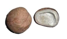 নারিকেল থেকে উৎপাদিত বিভিন্ন খাদ্য ও অন্যান্য দ্রব্য