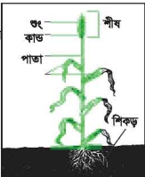 গমের জাত ও মৌসুম