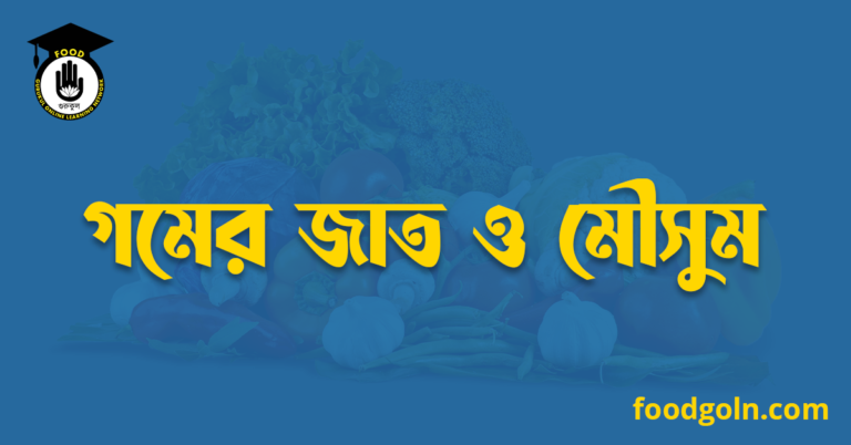 গমের জাত ও মৌসুম