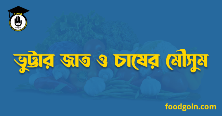 ভুট্টার জাত ও চাষের মৌসুম