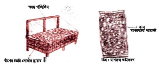 মাশরুম শুকানো পদ্ধতি অনুশীলন