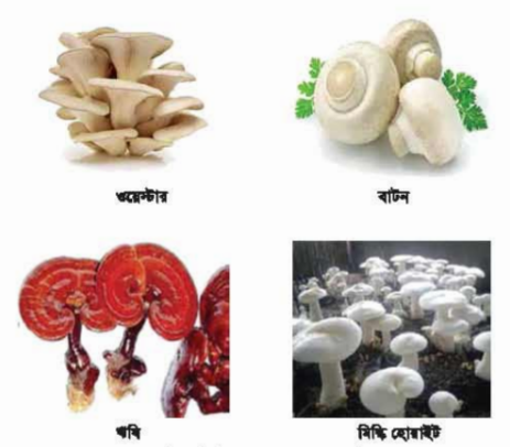 মাশরুমের বিভিন্ন অংশ ও জাতের পরিচিতি লাভ